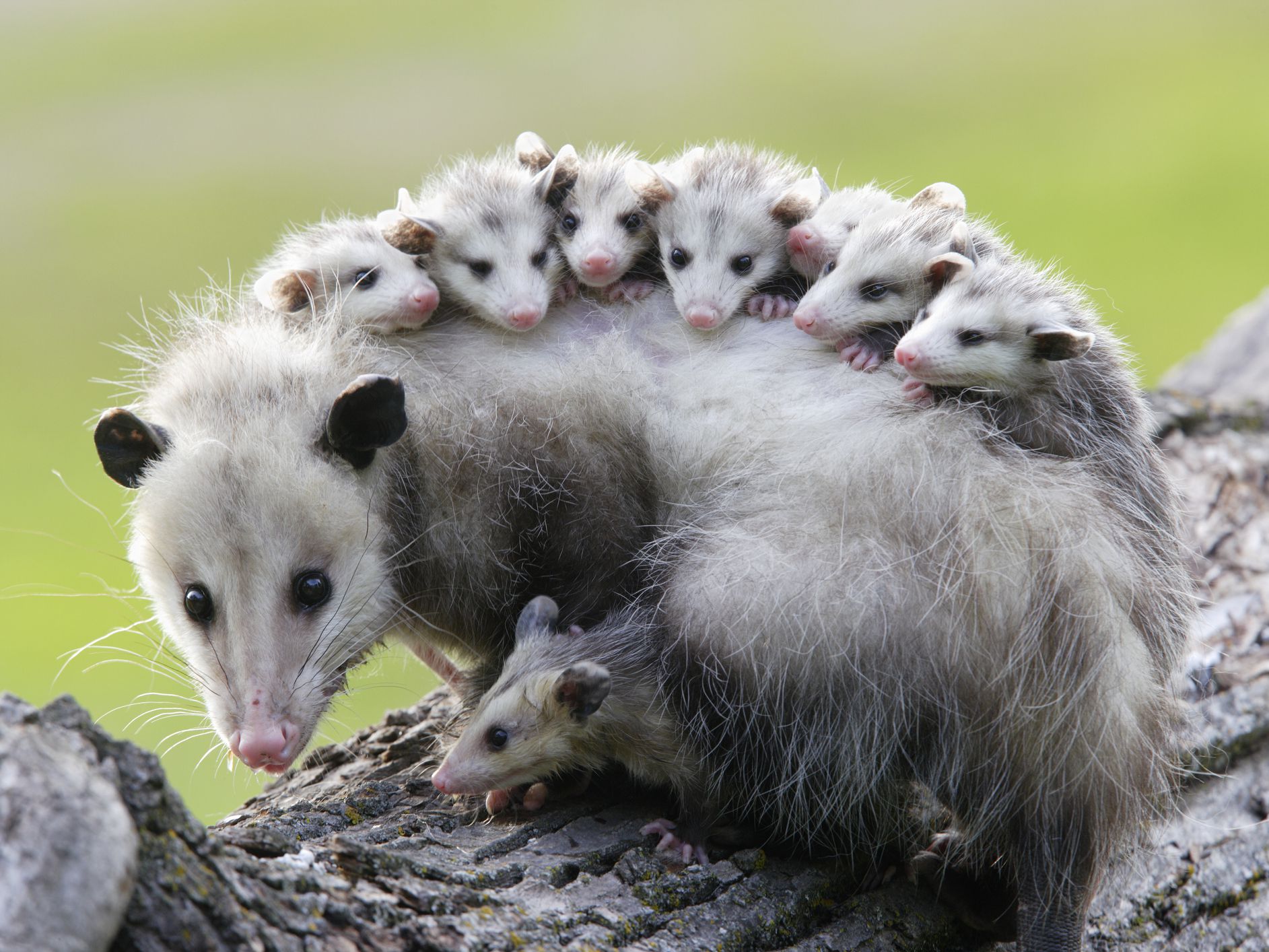Interesting Facts About Virginia opossum