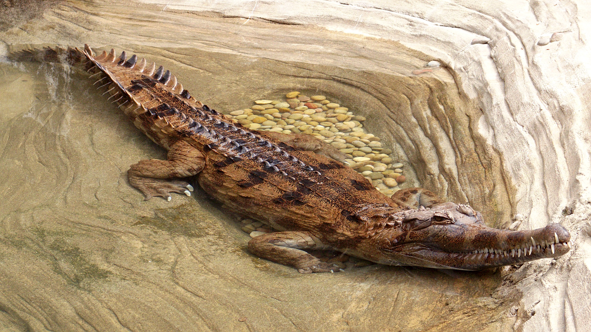 De ce se numește un tomistom fals gharial?