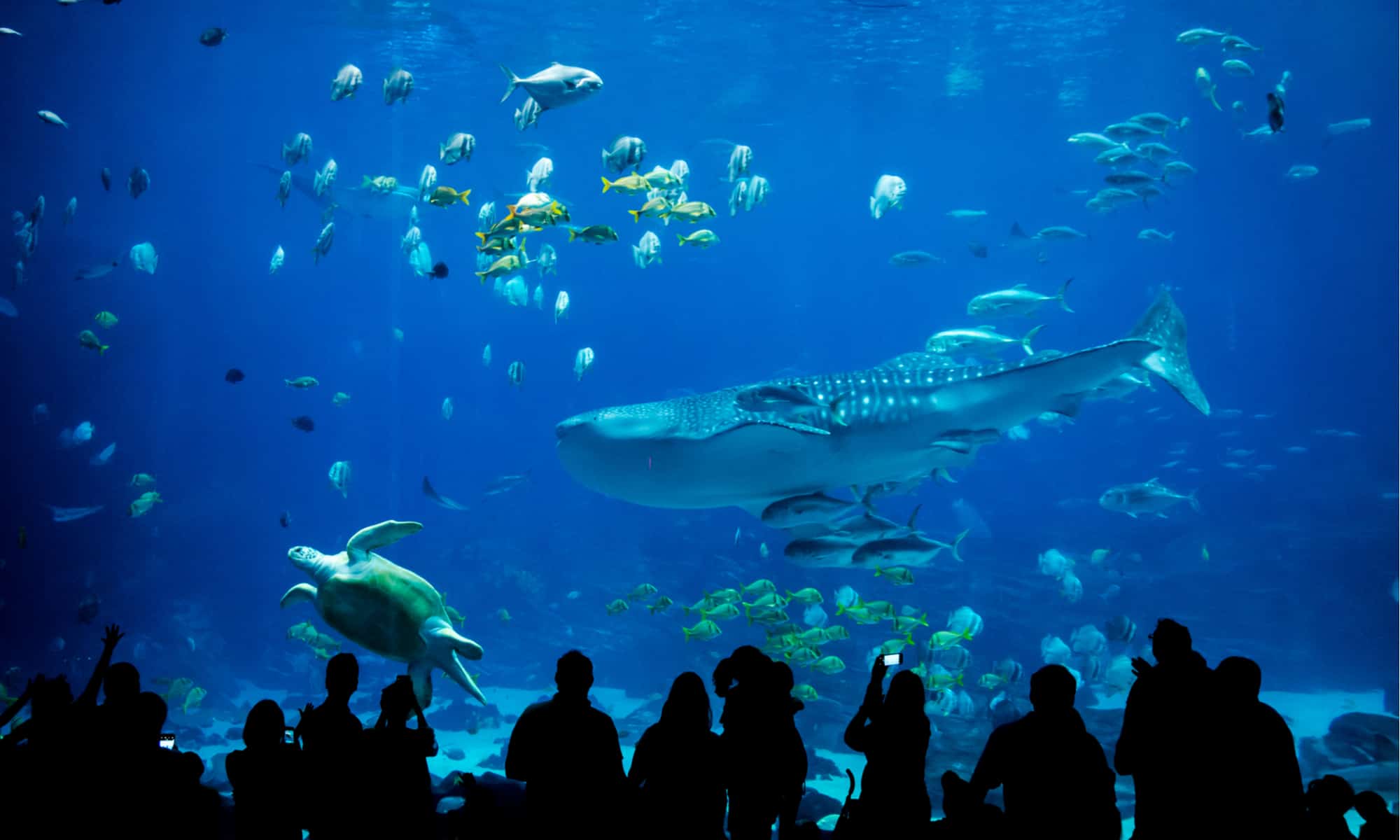 Cele mai mari două acvarii din Georgia (Unul are rechini balenă)