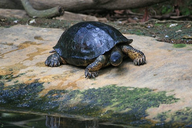 prădători de broaște țestoase cu pete galbene din Amazon