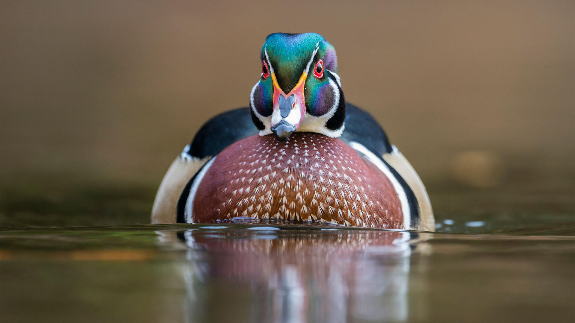 The Fascinating Wood Duck
