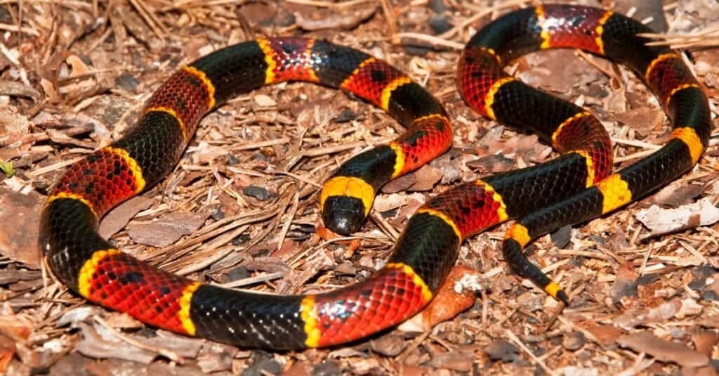 1654044943 859 Cei 6 cei mai veninoși șerpi veninoși din Florida - 31 mai 2022