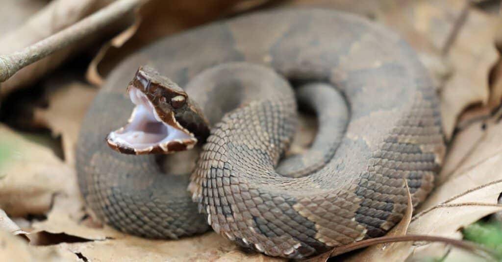 Vedere laterală a unui șarpe Cottonmouth, gata să lovească.  Șarpele are un cap mare în formă de pică.
