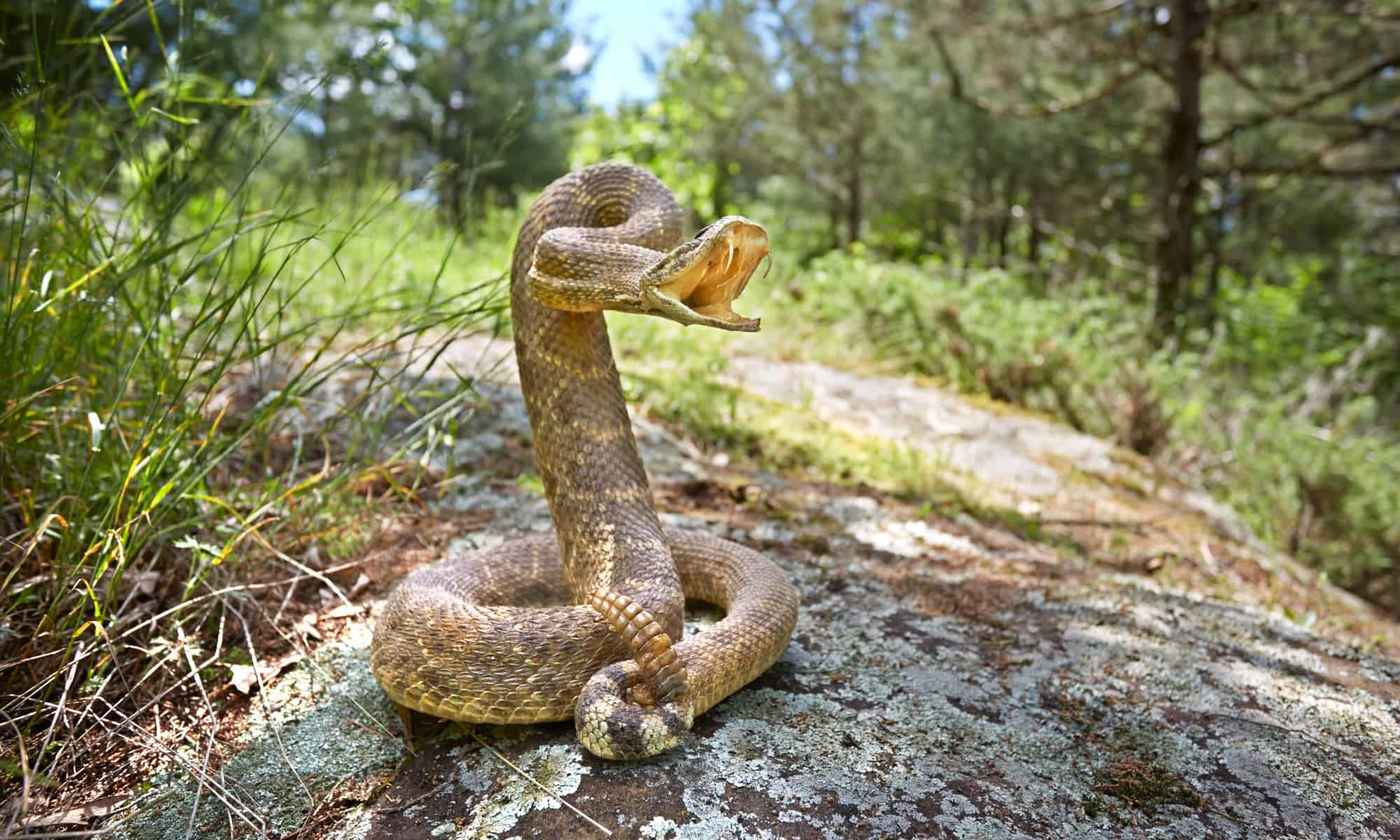 Cei 6 cei mai veninoși (toxici) șerpi din Florida