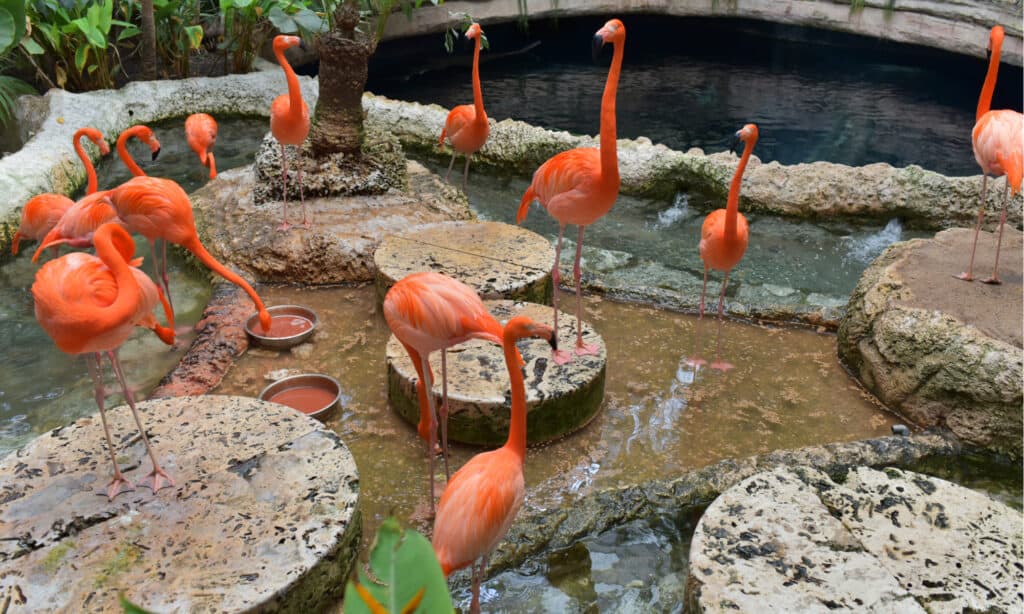 Flamingos la Dallas World Aquarium