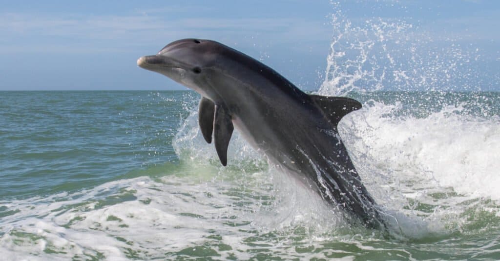 delfin muzic sărind din apă