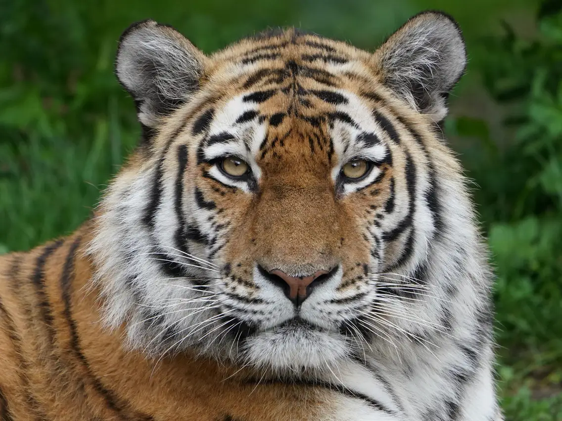 7 Interesting Facts About Tiger