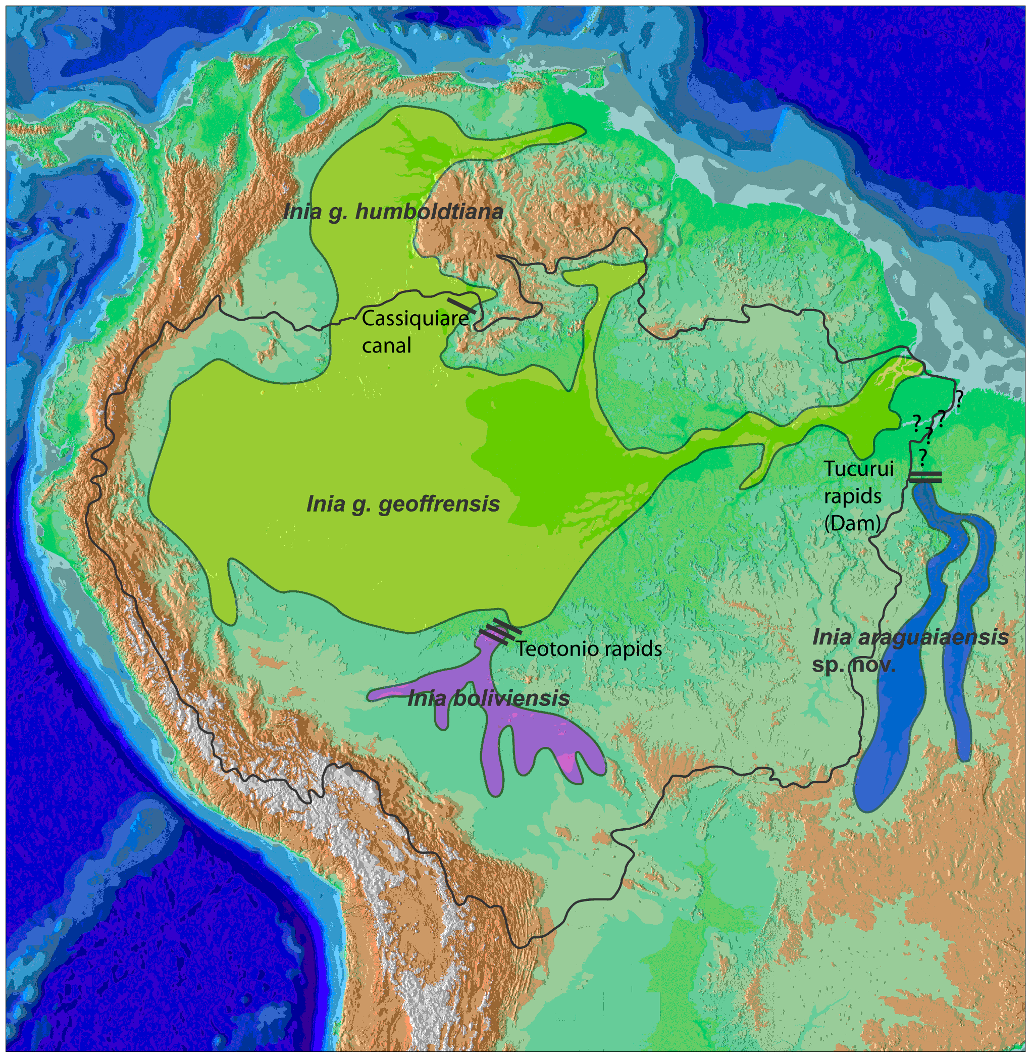 Reproducerea și dezvoltarea broaștelor țestoase de râu Amazon cu pete galbene