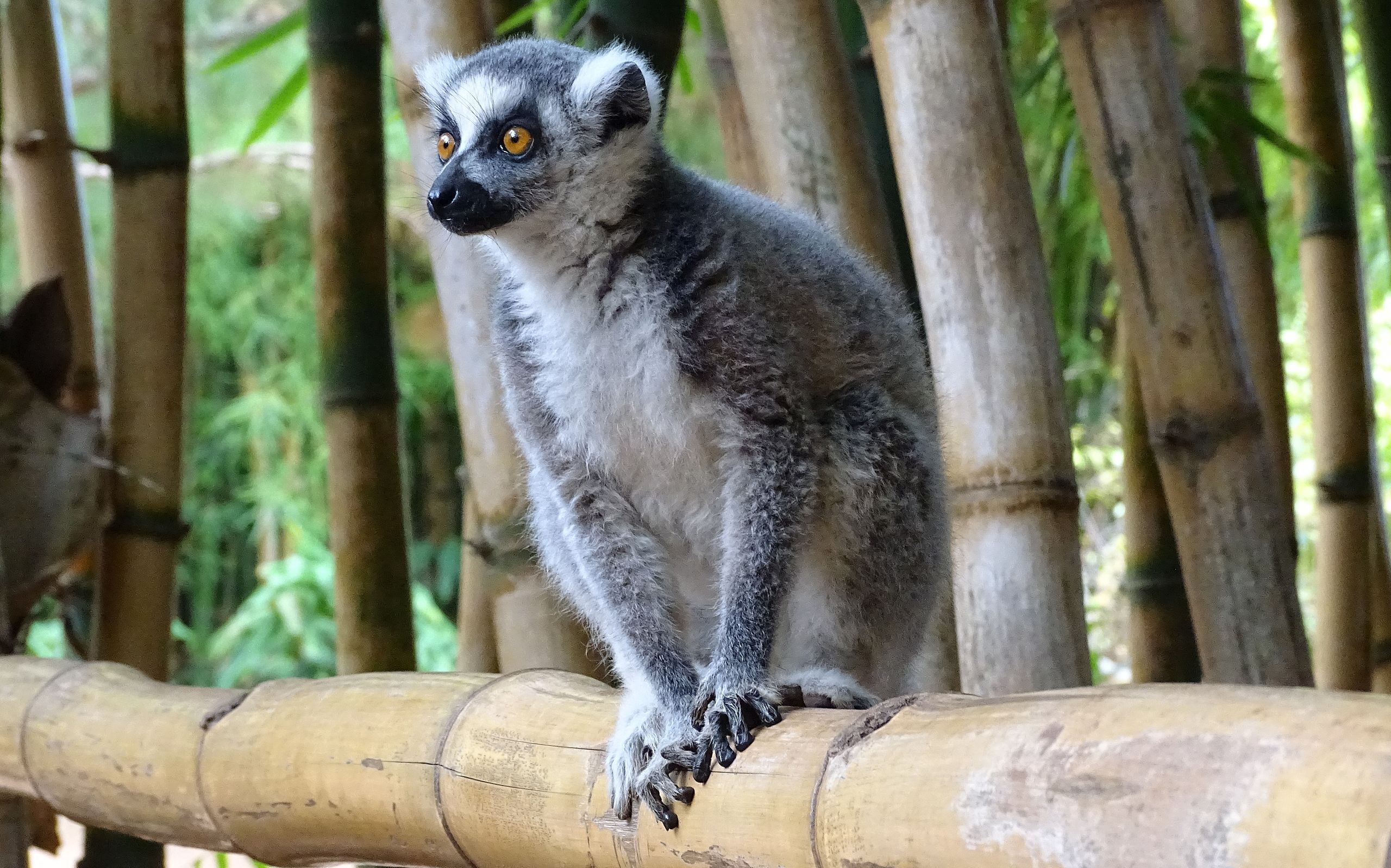 mărimea lemurului cu coadă inelată