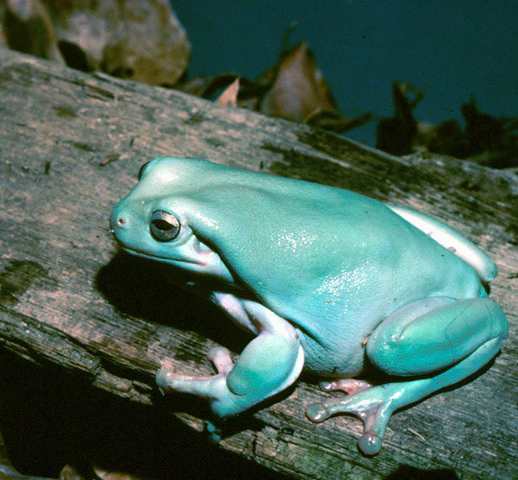 what is White's tree frog