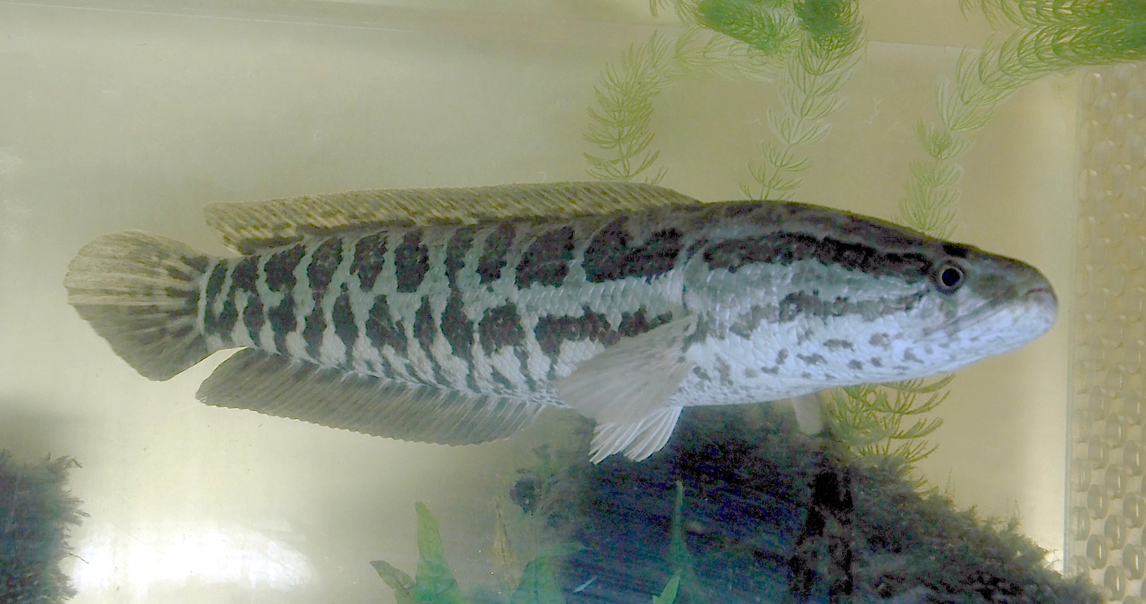 denumire științifică de pește cap de șarpe de nord