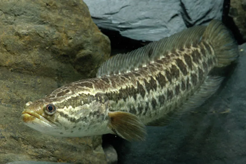 northern snakehead fish