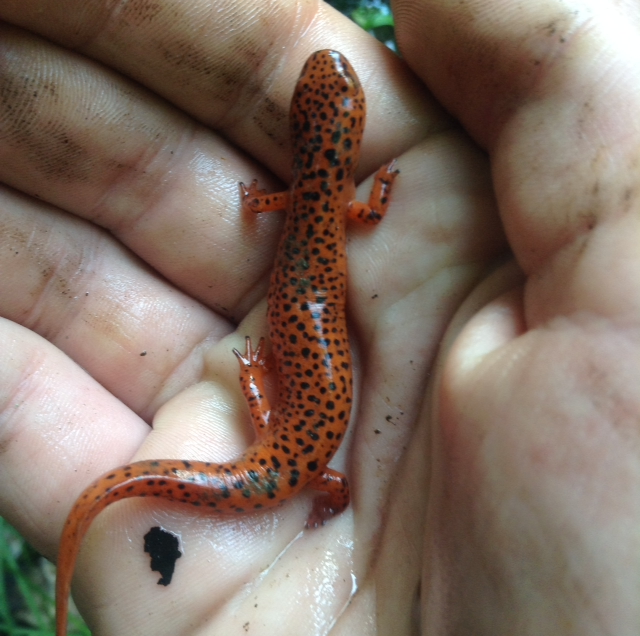 salamandra roșie de nord
