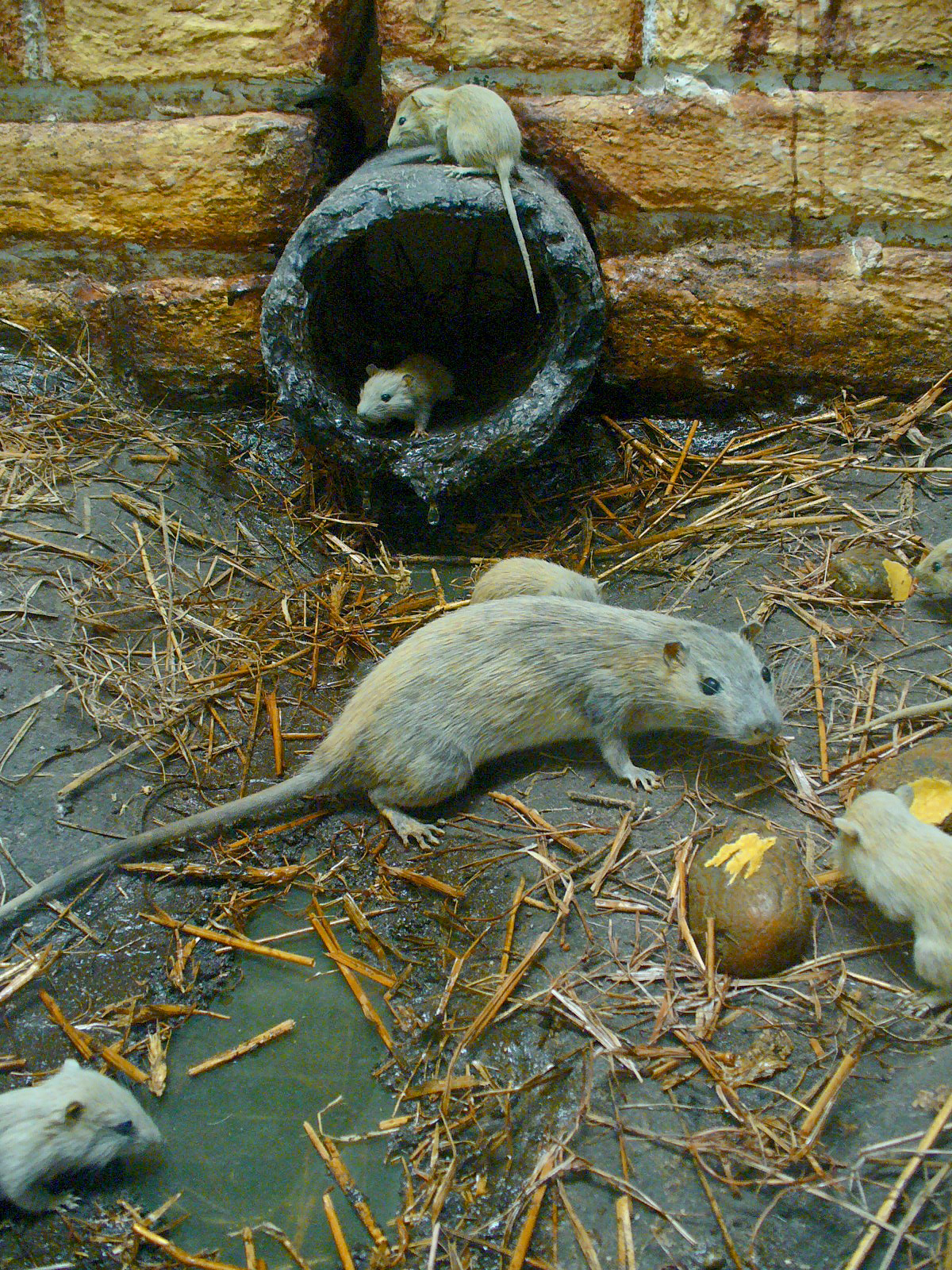 durata de viață a șobolanului norvegian