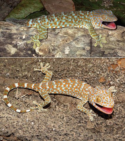 mușcătură de gecko tokay