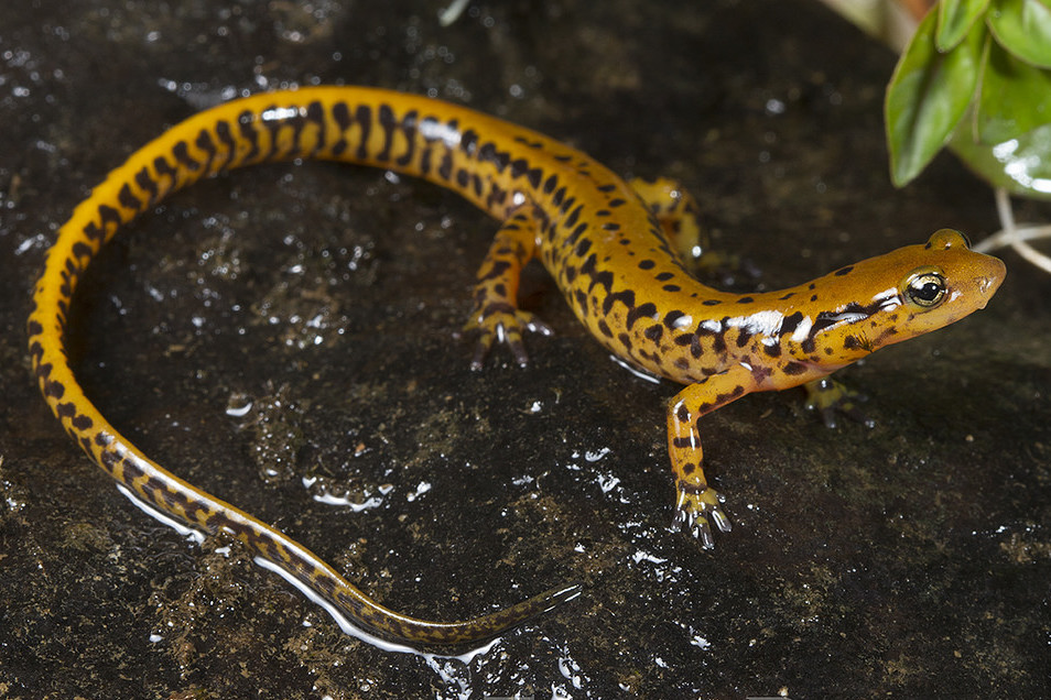 Viata fascinanta a unei salamandre cu coada lunga tot ce