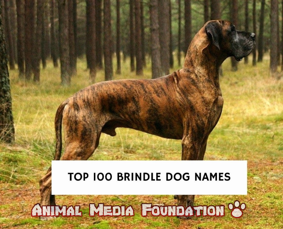 Brindle dog name
