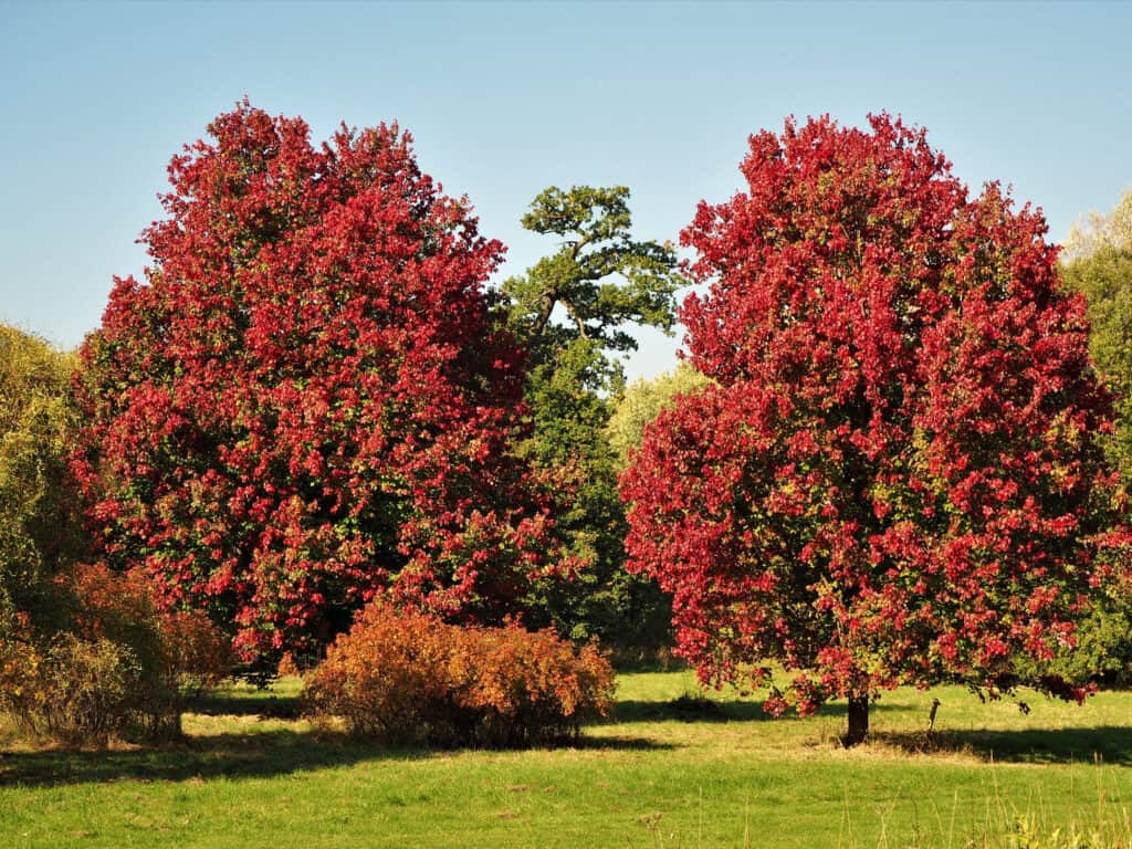 Doi copaci de arțar Acer rubrum „October Glory” cu frunziș roșu frumos de toamnă într-un parc