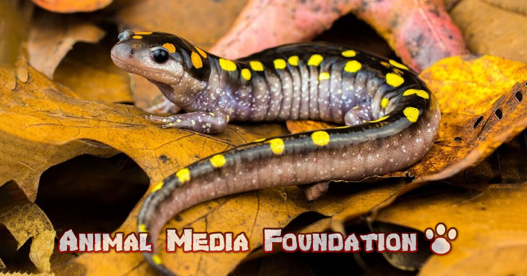 Ce este amfibianul de stat din Carolina de Sud
