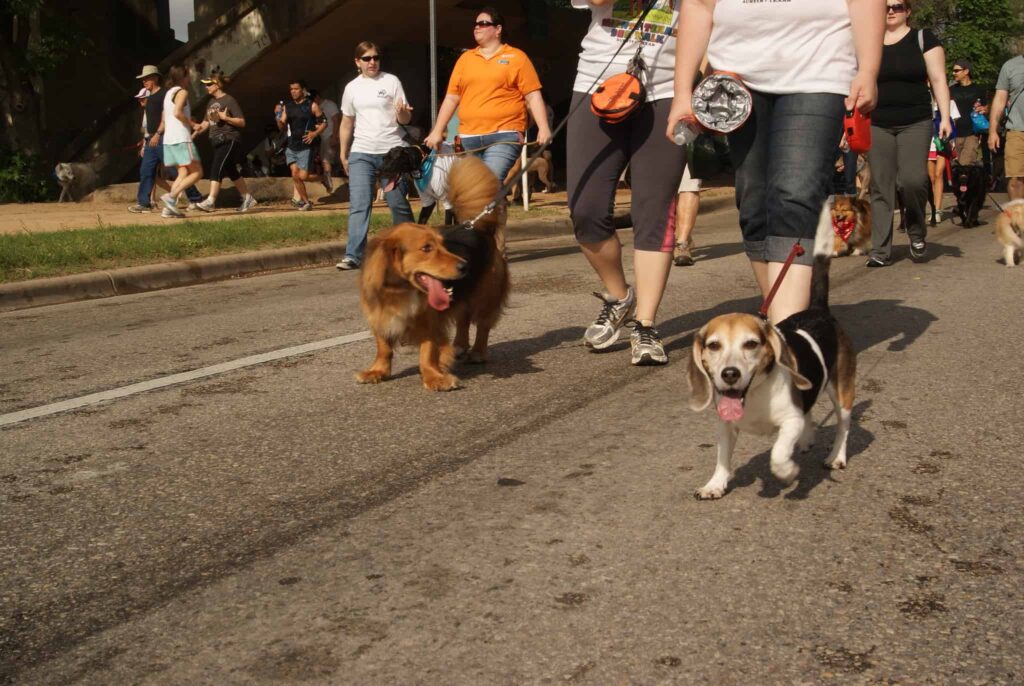 Cele mai bune 5 evenimente care acceptă animalele de companie din Austin - Tale Of Travels