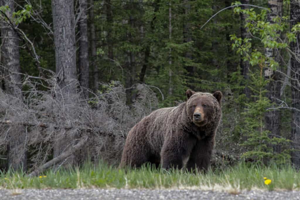 Ursul grizzly canadian în Munții Stâncoși din Alberta, Canada