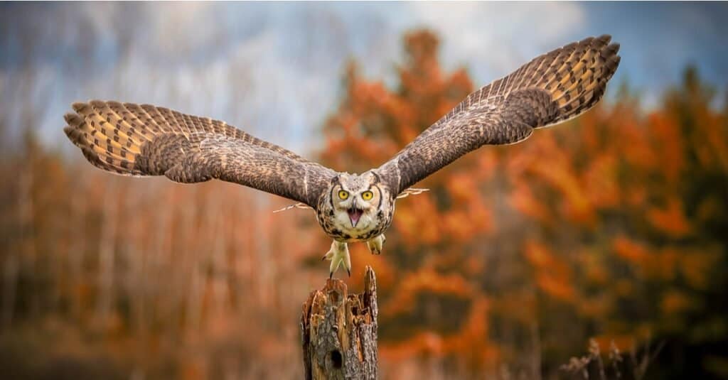 a great horned owl ,center frame, flying toward to camera. The owls massive wings are spread in flight. The bird is varying shades of brown, with a lighter face. Trees with fall foliage of red, gold and brown compete the background.